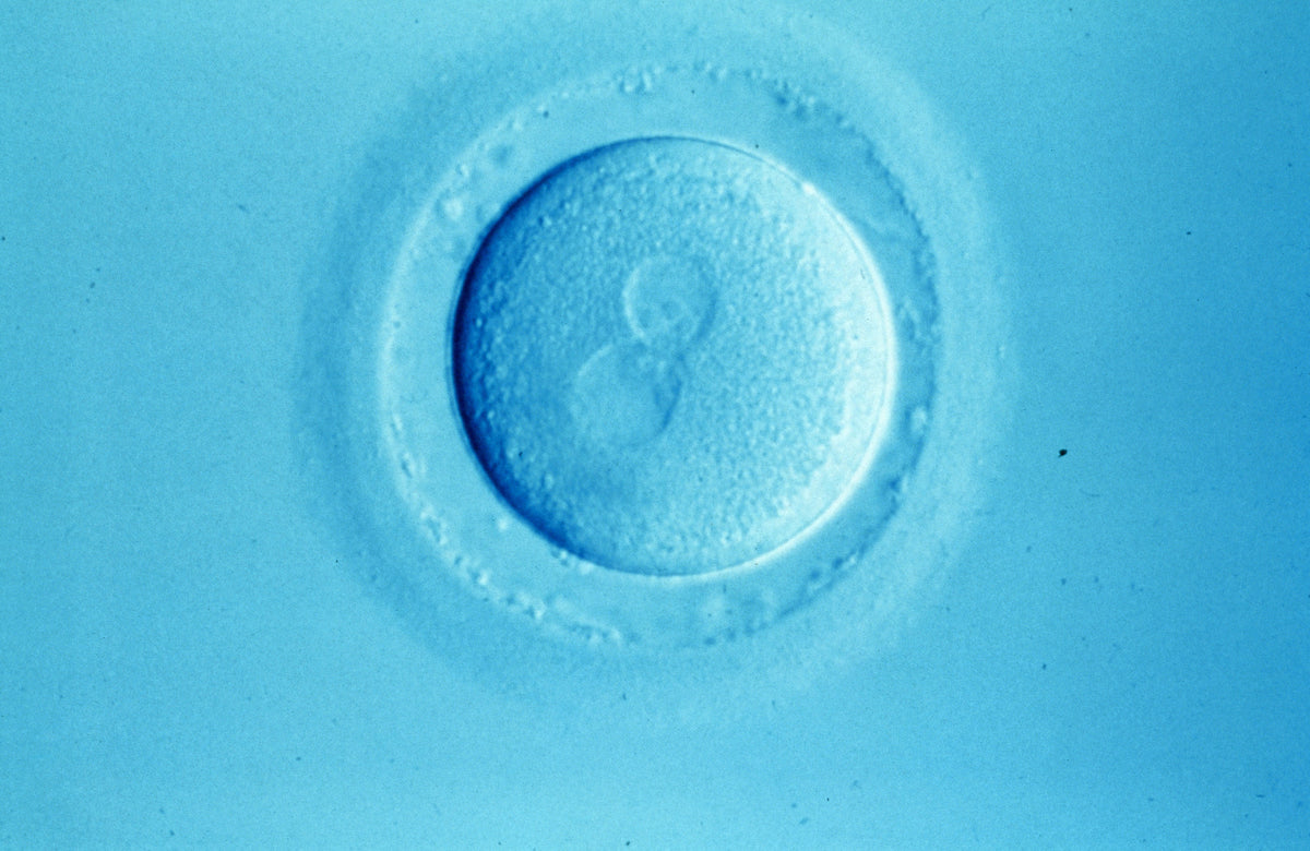 A human egg a few hours after fertilisation. The two round shapes are the pronuclei: one from the mother, one from the father.
